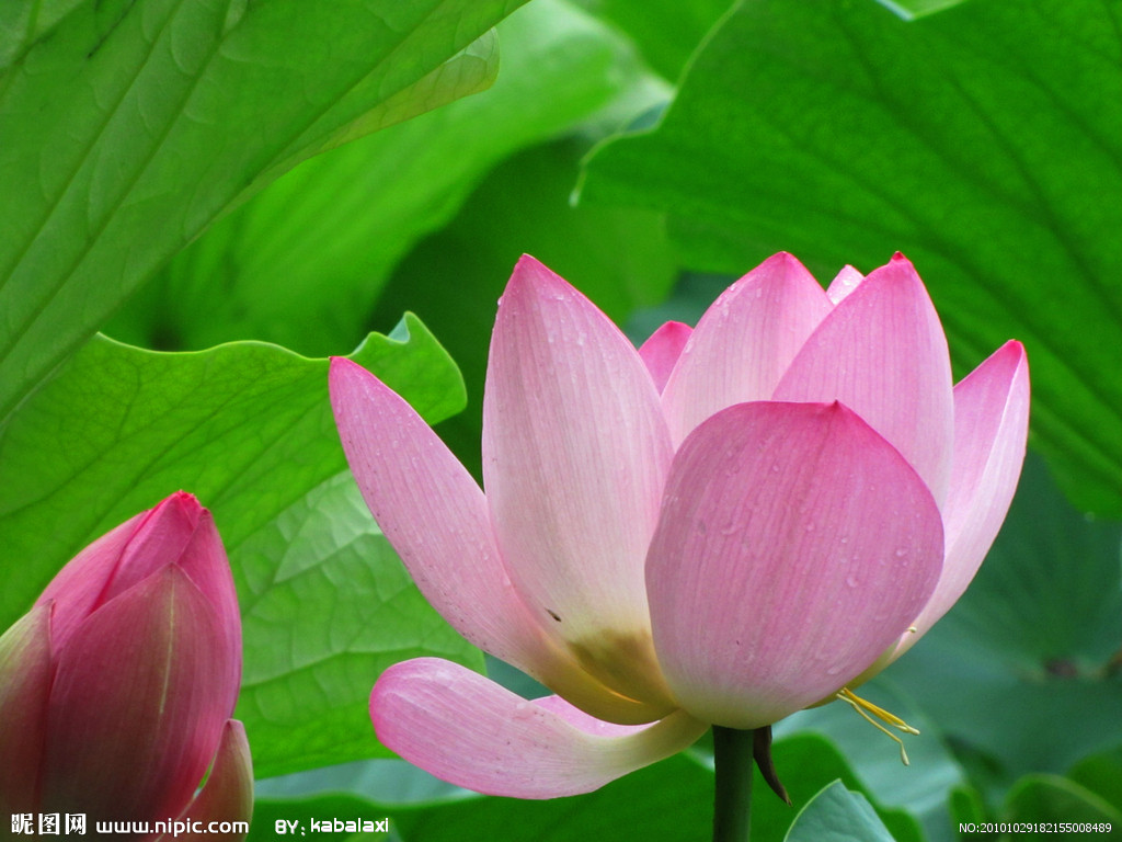 四大菩萨略传之普贤菩萨（文珠法师讲述）