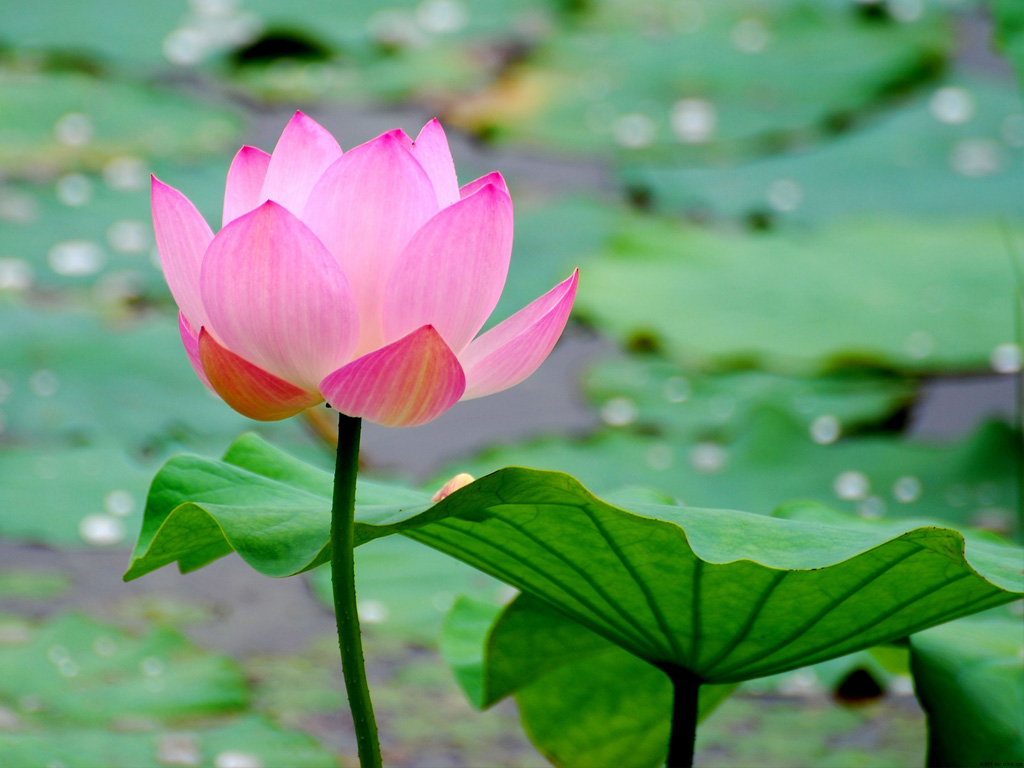 茅蓬语录(一)人生渡口