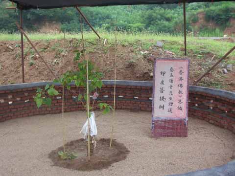 青青菩提树（更新至2010年6月26日）