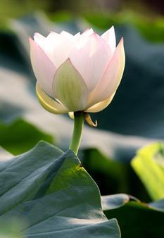 三十七菩提分(saptatrimsadbodhi-paksika-dharmah)