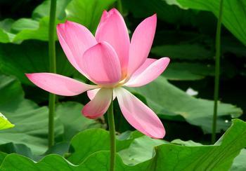 三学(tisrah siksah)