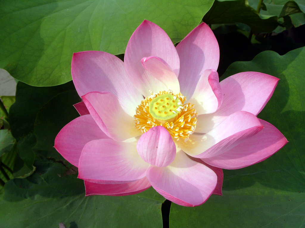 “2009年正觉寺新春祈福行”圆满落下帷幕（组图）