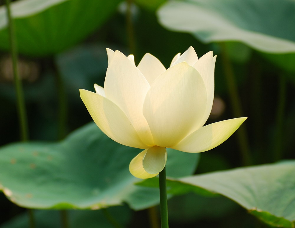 阿字布心