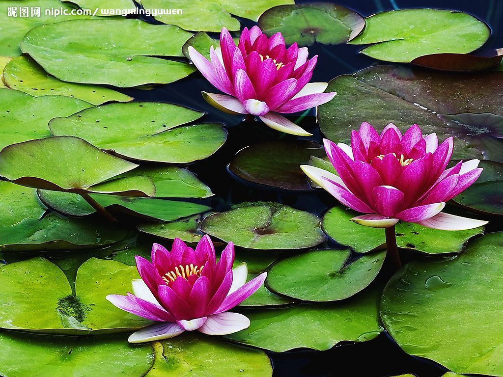 2009年浴佛节正觉行的种种不可思议