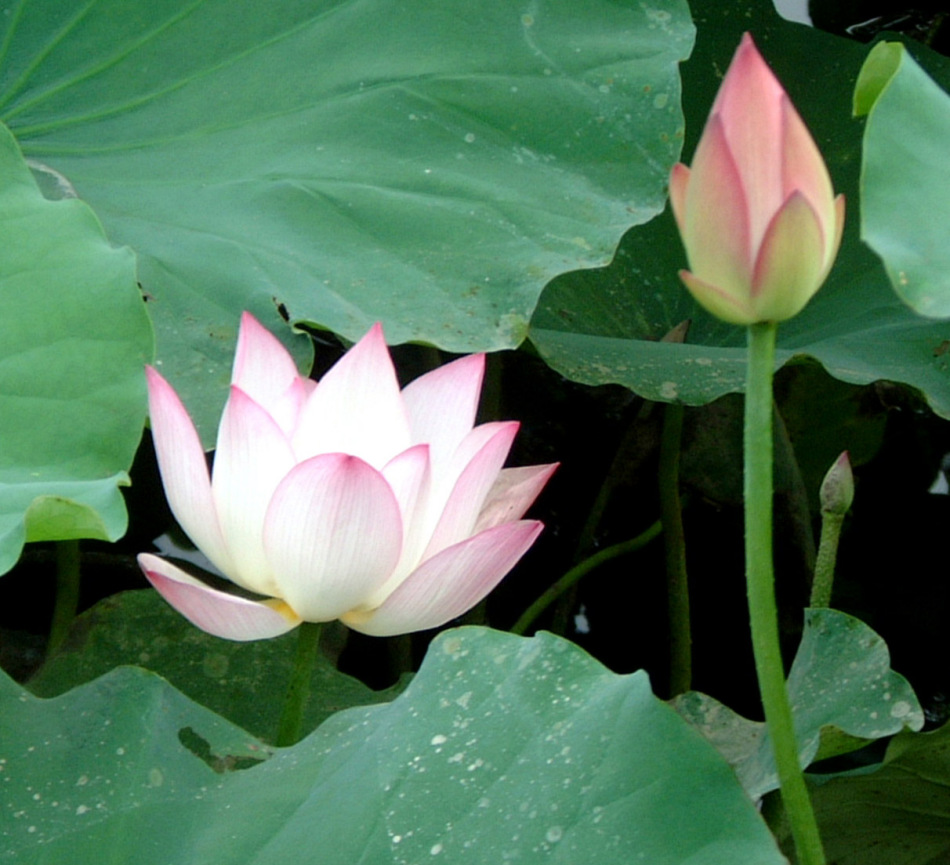 [转帖]禅宗大意 1