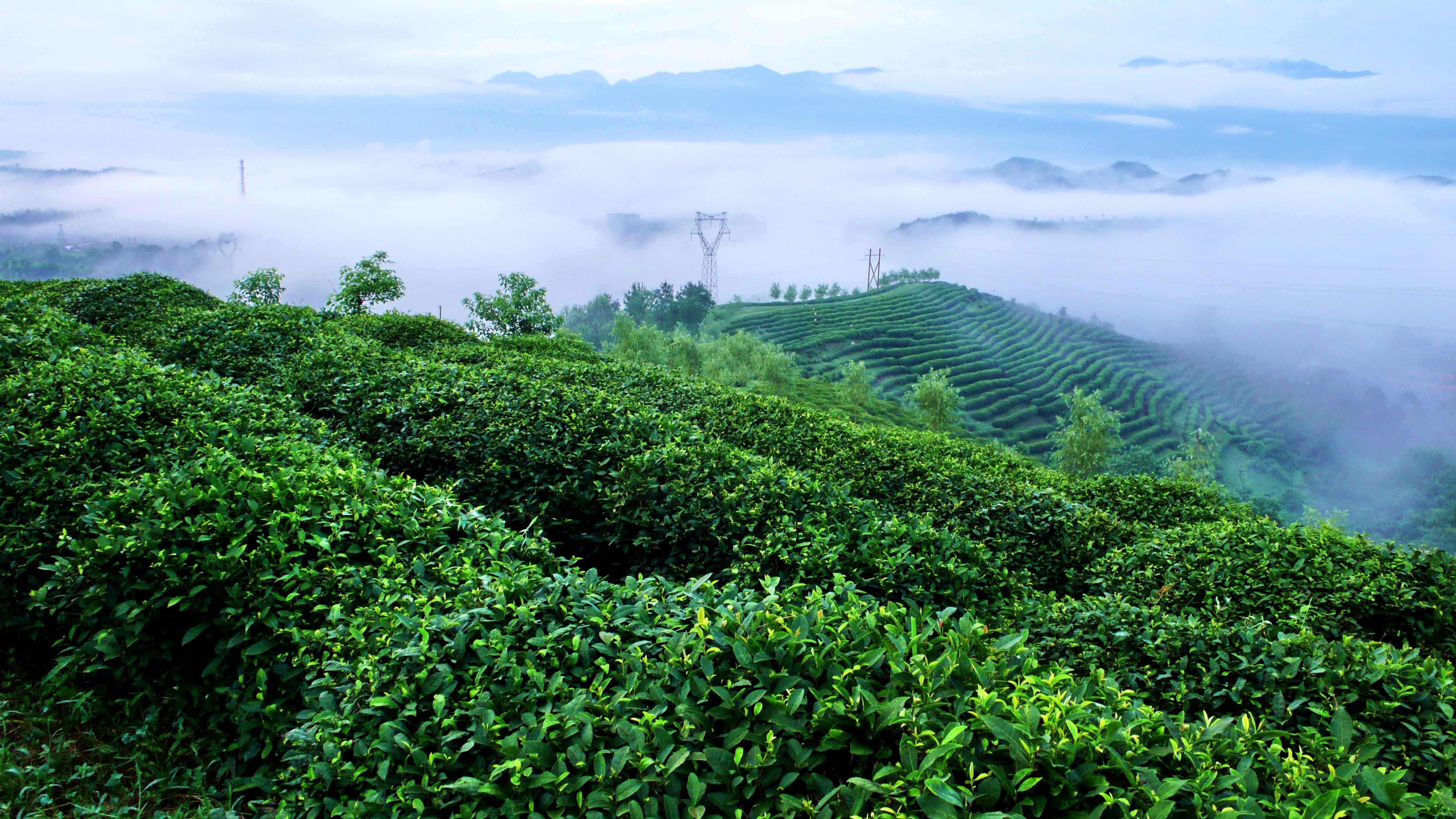 变调钗头凤 ·春茶