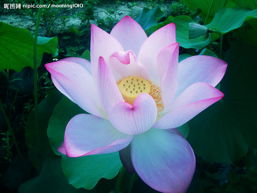 大悲大咒通地天 --宣化上人