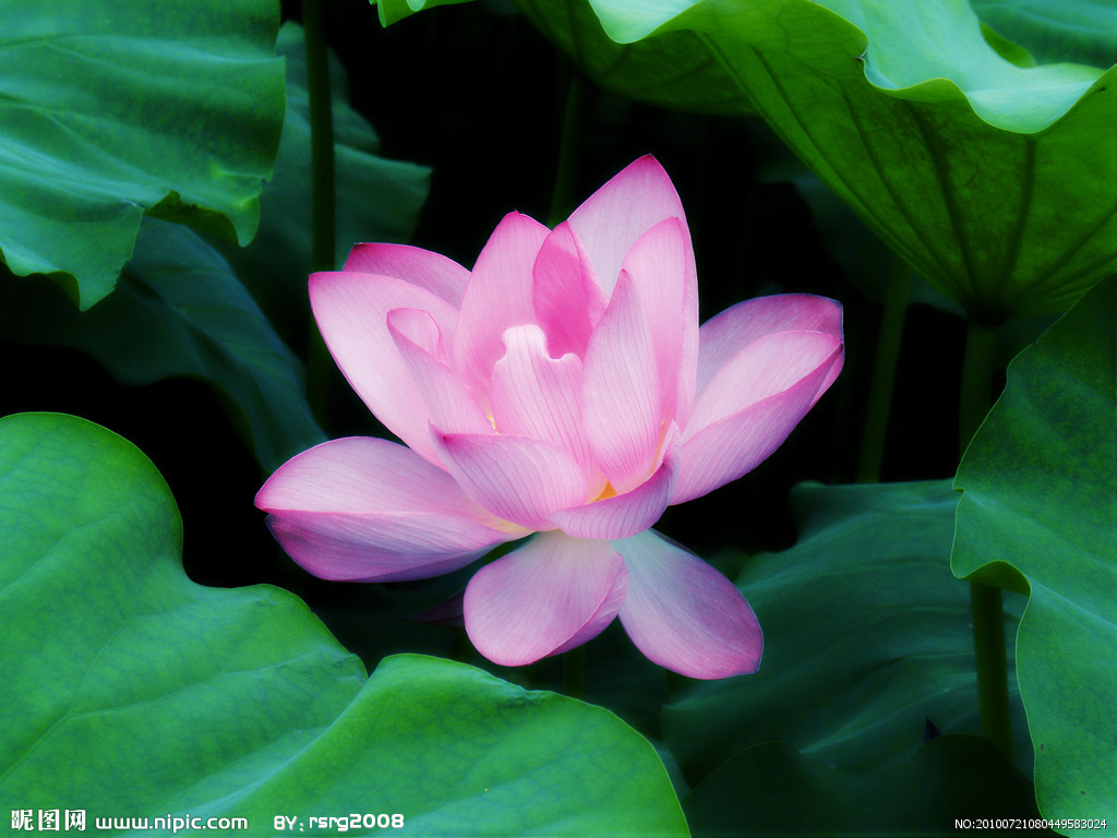 [转帖]虚云老和尚开示： 参禅与话头 